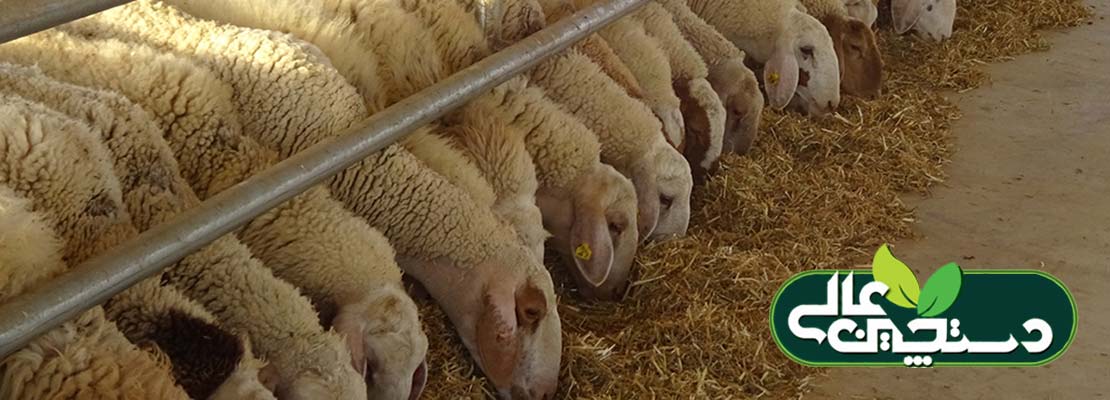 پرورش و پرواربندی گوسفند