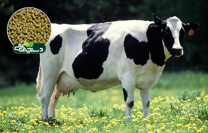 کنسانتره گاو شیری پرشیر دستچین بعنوان خوراک گاو شیری پرتولید جهت تغذیه گاو شیری با توان تولید 30 تا 35 کیلوگرم شیر طراحی و تولید شده است.