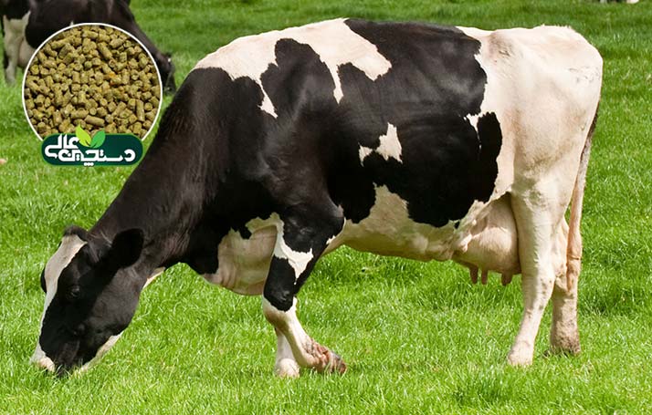 کنسانتره گاو شیری سوپرشیر دستچین جهت تغذیه گاو شیری پرتولید با توان تولید 35 کیلوگرم شیر به بالا طراحی و تولید شده است.