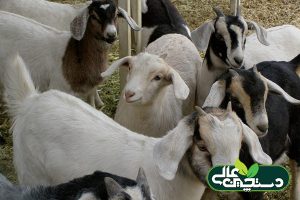 شرایط آب و هوایی مناسب پرورش بز سانن و آلپاین