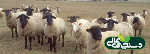مجتمع صنایع تبدیلی دستچین عالی 18 خوراک میش طی دورههای مختلف پرورش متفاوت است
