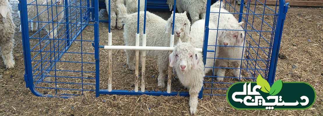 تغذیه خزشی بره و بزغاله یک روش متداول در صنعت پرورش گوسفند و بز است