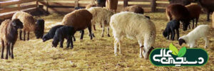 پیشگیری از اسهال گوسفند