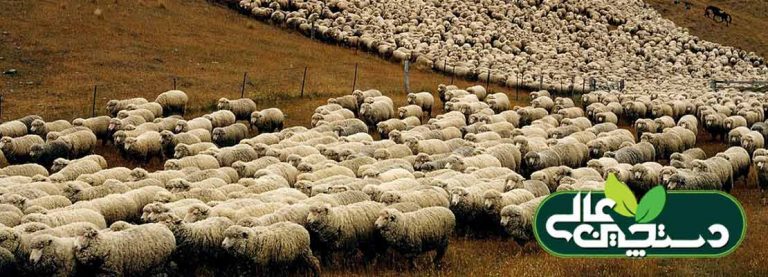 تراکم دام در دامداری ها باعث زیان دامداران شده است