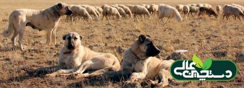 پرورش گوسفند و پیشگیری از سرقت دام در صحرا و دامداری