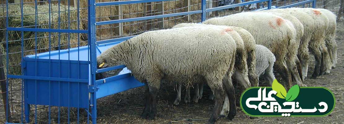 تجهیزات تغذیه گوسفند تجهیزات آبخوری گوسفند