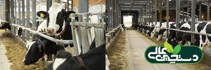 کیفیت شیر تولیدی و مراقبت صحیح از گاو