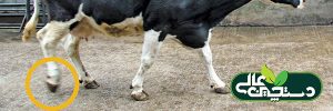 کیفیت شیر تولیدی و مراقبت صحیح از گاو