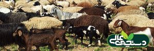 پشم چینی در پرورش گوسفند و اهمیت آن