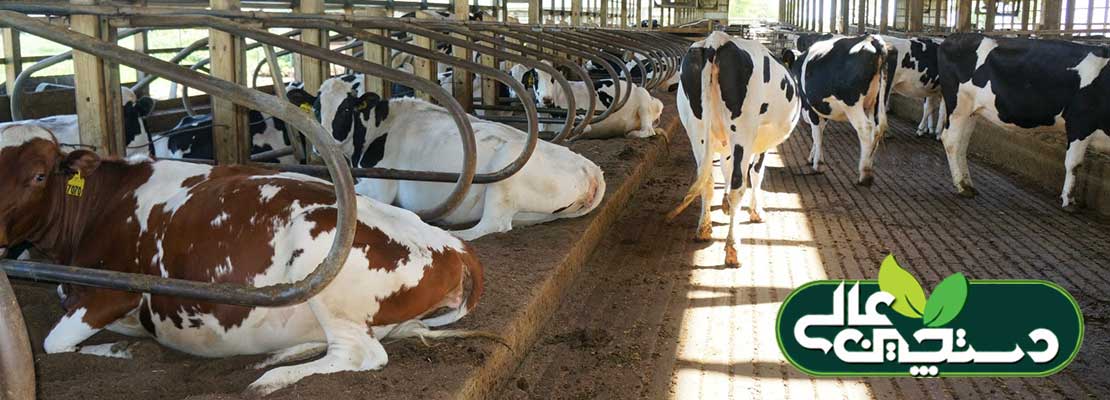 لنگش گاو دلیلی برای کاهش تولید شیر و وزن گاو