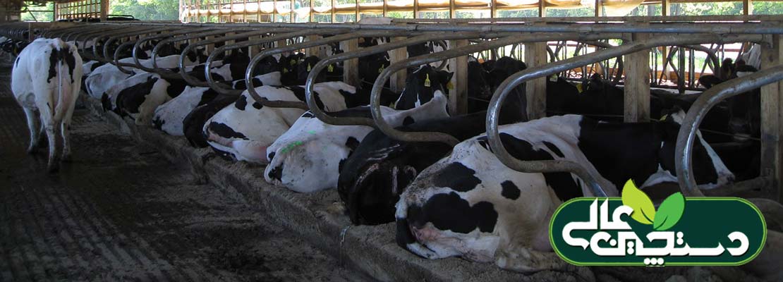 مدیریت نشخوار گاو شیری در مزرعه پرورش گاو شیری
