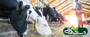 مدیریت نشخوار گاو شیری در مزرعه پرورش گاو شیری