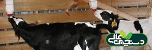 استفاده از شیر غیرقابل فروش گاوداری جهت تغذیه گوساله ها