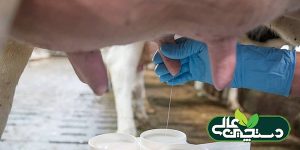 مدیریت کیفیت شیر توسط سلامت پستان گاو