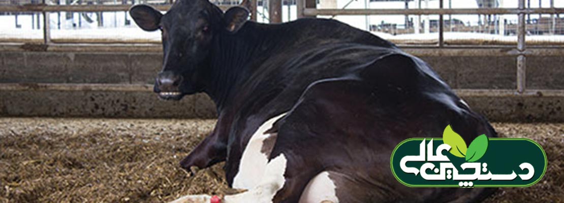 تنظیم جیره دام راه دفاع در برابر تب شیر است