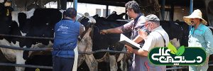 تنظیم جیره دام راه دفاع در برابر تب شیر