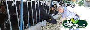 جیره گاو شیری متوازن و بهبود شیردهی