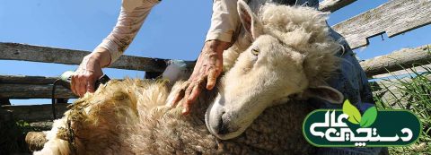 پشم چینی در پرورش گوسفند و اهمیت آن