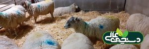 بره زایی و بزغاله زایی در پرورش گوسفند