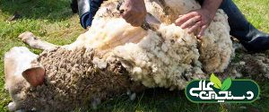 بره زایی و بزغاله زایی در پرورش گوسفند