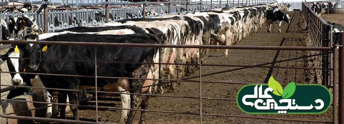 شکل مدفوع گاو نشانه کیفیت تغذیه دام است