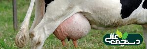جیره گاو شیری متوازن و بهبود شیردهی