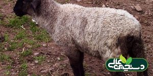 بیماری کوکسیدیوز گوسفند تهدیدی بر اقتصاد پرورش گوسفند