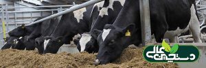 بازدهی خوراک گاو شیری تحت تأثیر آنزیم افزایش می یابد؟