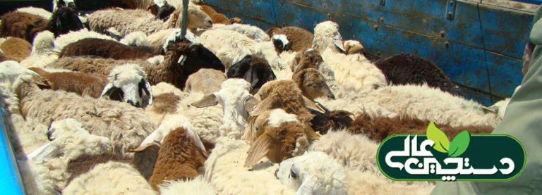 قاچاق دام تا چه حد واقعیت دارد؟