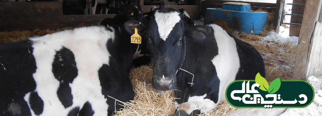 جایگاه گاو خشک در دوره انتقال باید فضای کافی برای استراحت و خوردن گاوها فراهم کند