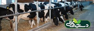 زایشگاه گاو شیری چه ویژگیهایی باید داشته باشد؟