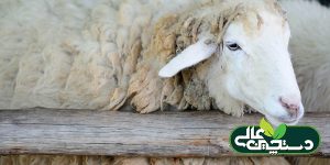 بیماری کوکسیدیوز گوسفند تهدیدی بر اقتصاد پرورش گوسفند