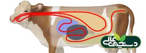 بازدهی خوراک گاو شیری تحت تأثیر آنزیم افزایش می یابد؟