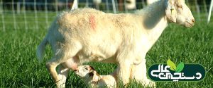 از شیرگیری بره و بزغاله در پرورش گوسفند