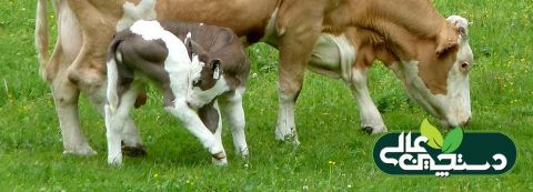 واردات گاو فلکویه آلمان یک نژاد دومنظوره شیری گوشتی