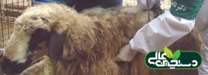 بیماری کوکسیدیوز گوسفند تهدیدی بر اقتصاد پرورش گوسفند (1)