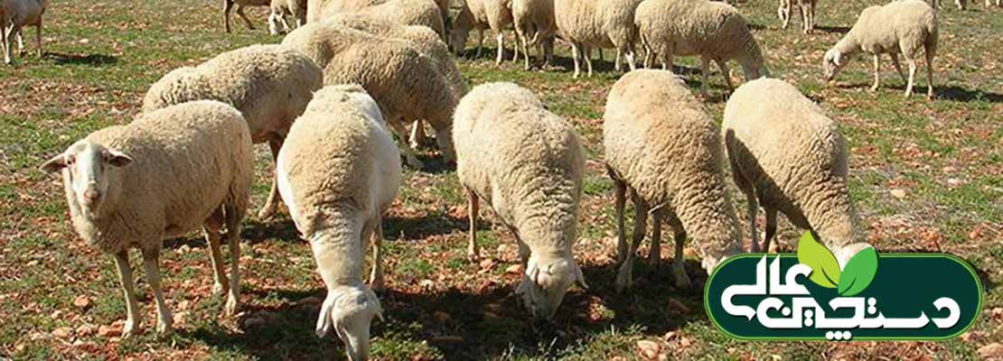 مسمومیت مس در گوسفند و بز