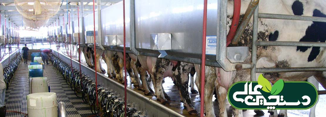 بهبود کیفیت شیر تولیدی گاوداری ها از طریق کنترل ورم پستان