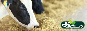 جیره غذایی گاو لنگ متفاوت است
