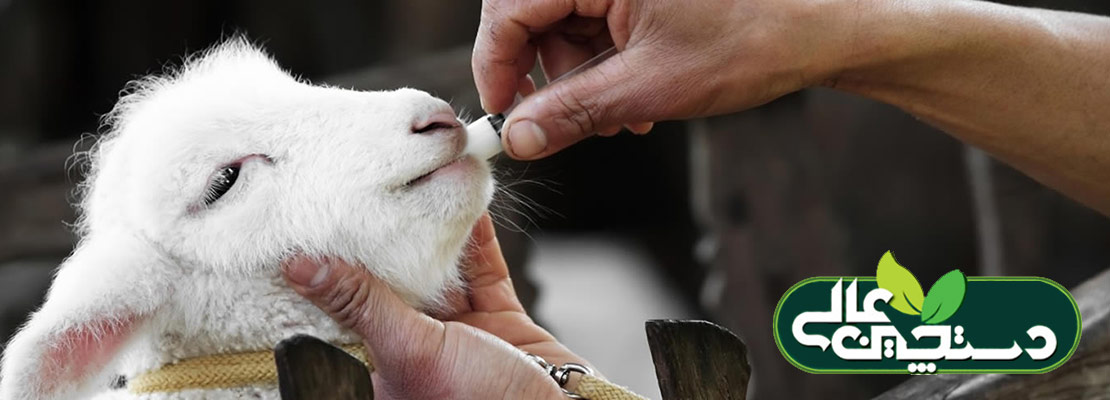 درمان بیماری کوکسیدیوز گوسفند