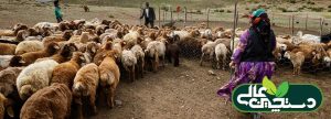 مصرف خوراک دام با استفاده از تسهیلات برای عشایر دامدار