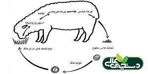کوکسیدیوز در گوسفند تهدیدی بر اقتصاد پرورش گوسفند