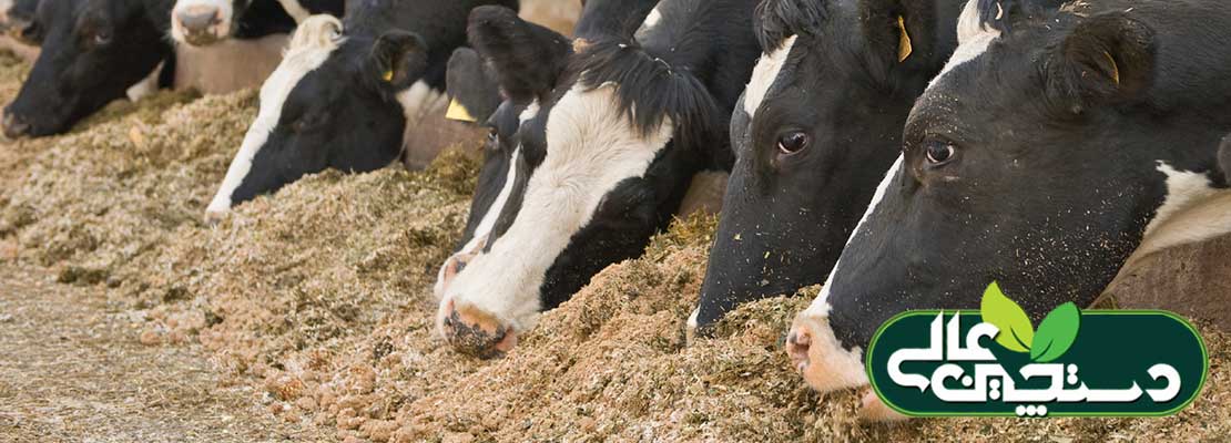 تغذیه گاو شیری بر پایه میکروب های شکمبه ای استوار شده است