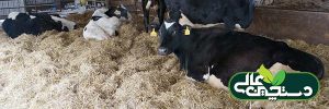 تولیدمثل گاو شیری با چه گلوگاه هایی روبروست؟