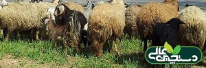 بیماری سنگ ادراری گوسفند و بز را بشناسیم
