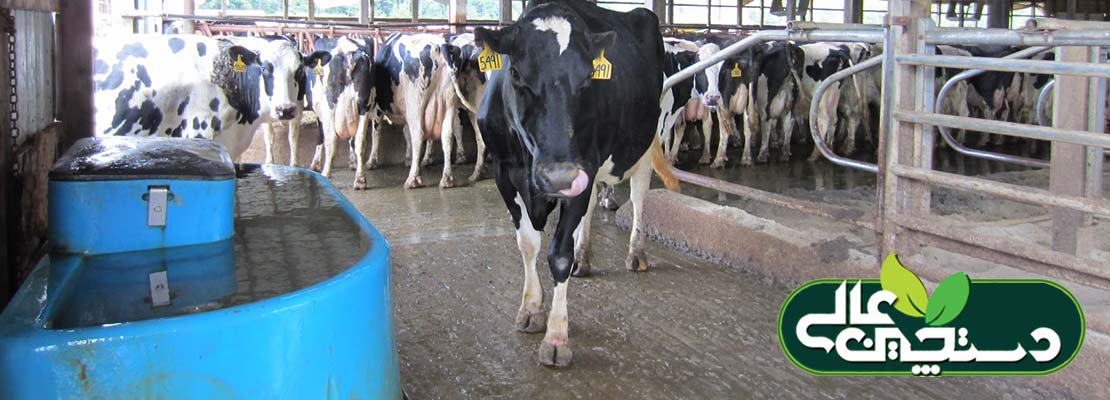 آب مصرفی گاوداری و رابطه آن با نیازهای غذایی گاو