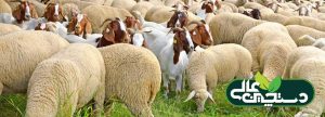 بیماری سنگ ادراری گوسفند و بز را بشناسیم