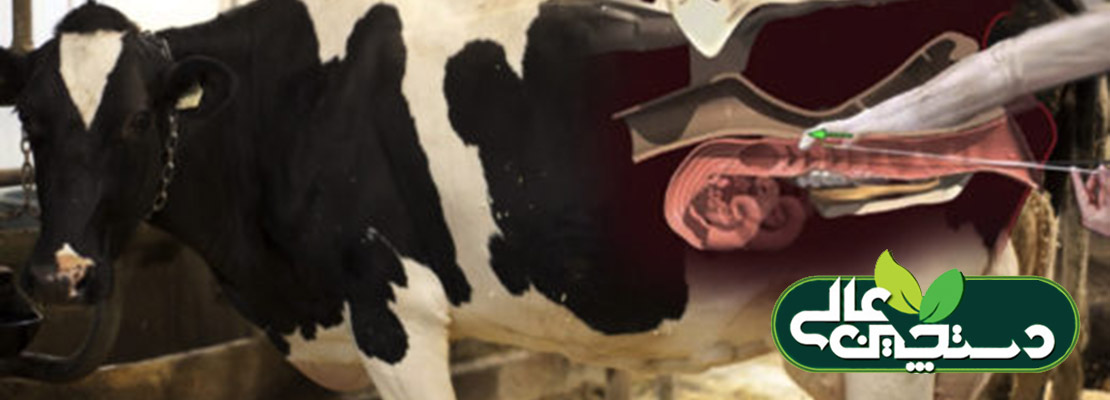 تولیدمثل گاو شیری با چه گلوگاه هایی روبروست؟