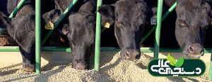 پروتئین جیره گاو شیری را متوازن کنید