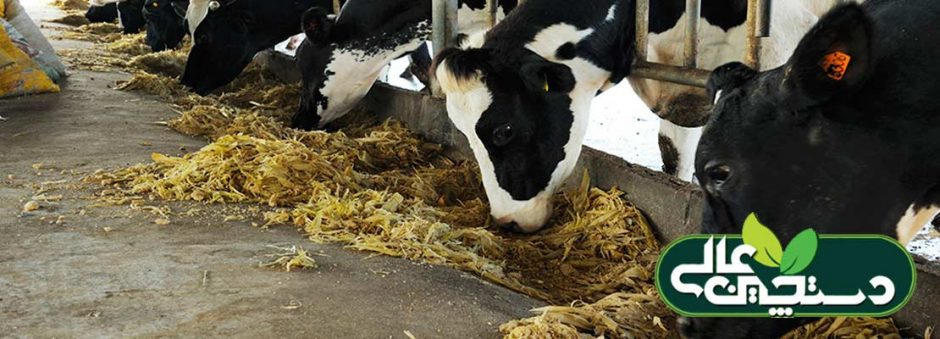 توازن پروتئین جیره گاو شیری